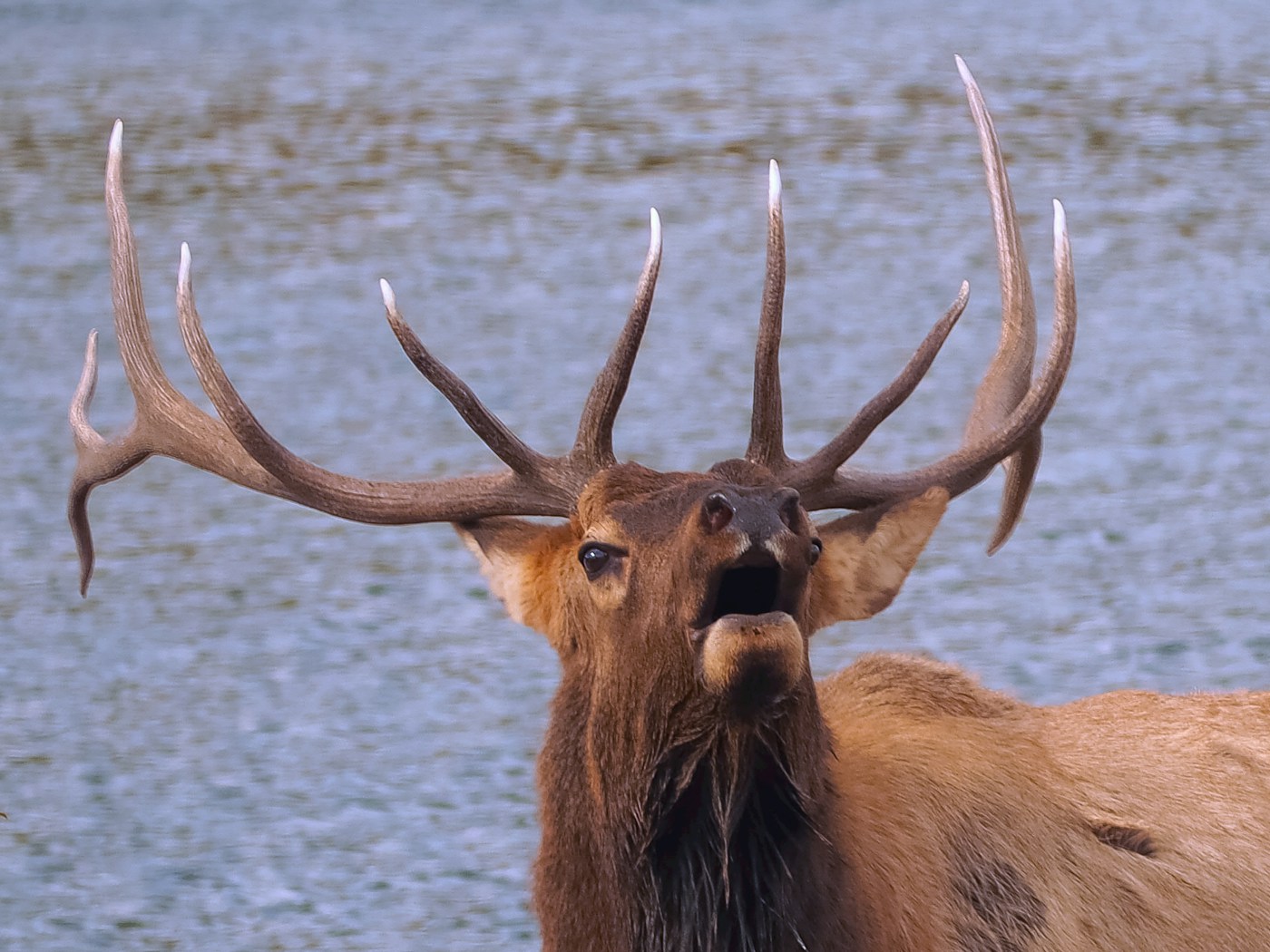 A bugling bull elk with an enormous branching rack, featured on The Elkaholic