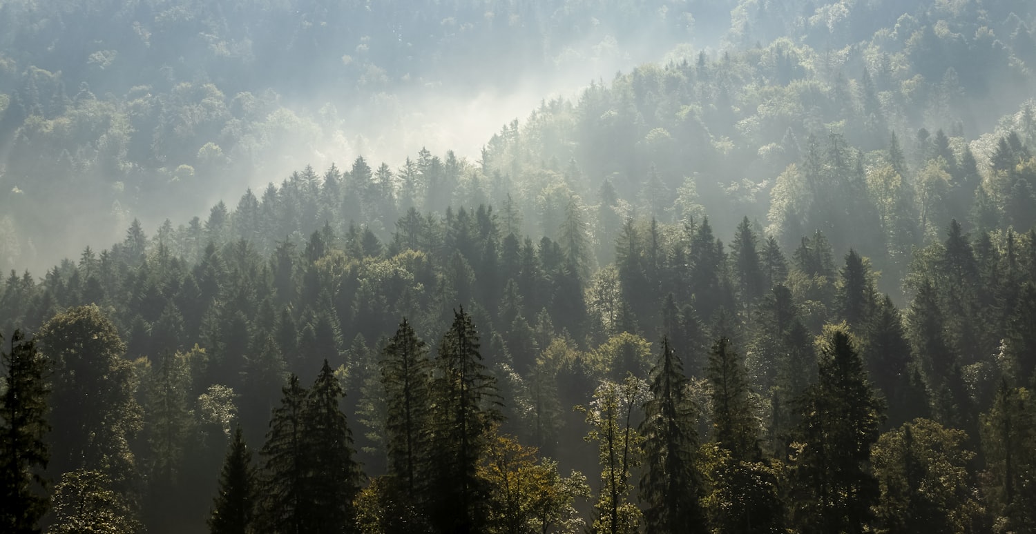 Sunlight breaking through a stand of pines